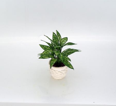 Deffienbachia - Dumb Cane (image for) Deffienbachia - Dumb Cane